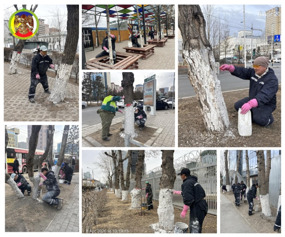 ХЭН ЮУ ХИЙВ| Сүхбаатар дүүрэг: ХАВРЫН ЦЭНЭГ УСАЛГАА, УЛИАС МОДНЫ ШОХОЙДОЛТЫН ажлыг хийлээ