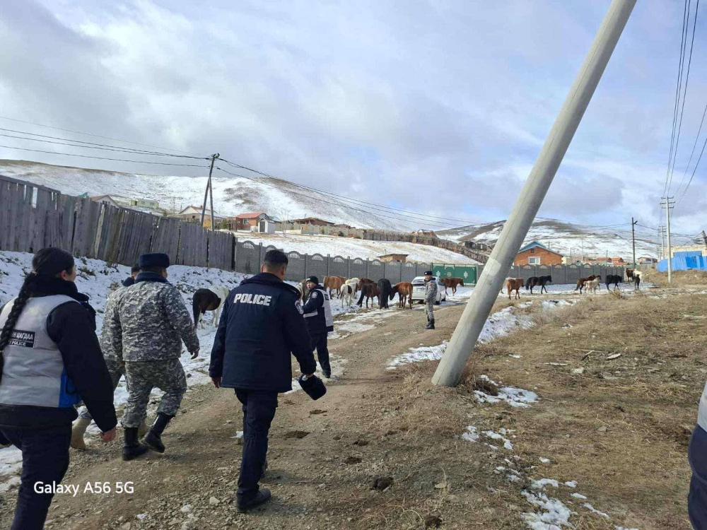 Сүхбаатар дүүрэг: ХОРИГЛОСОН БҮСЭЭС 130 ГАРУЙ АДУУ, МАЛ ГАРГАЛАА